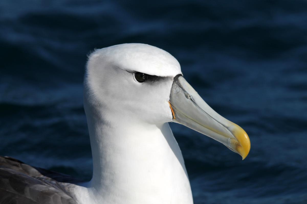 Shy Albatross (Thalassarche cauta)